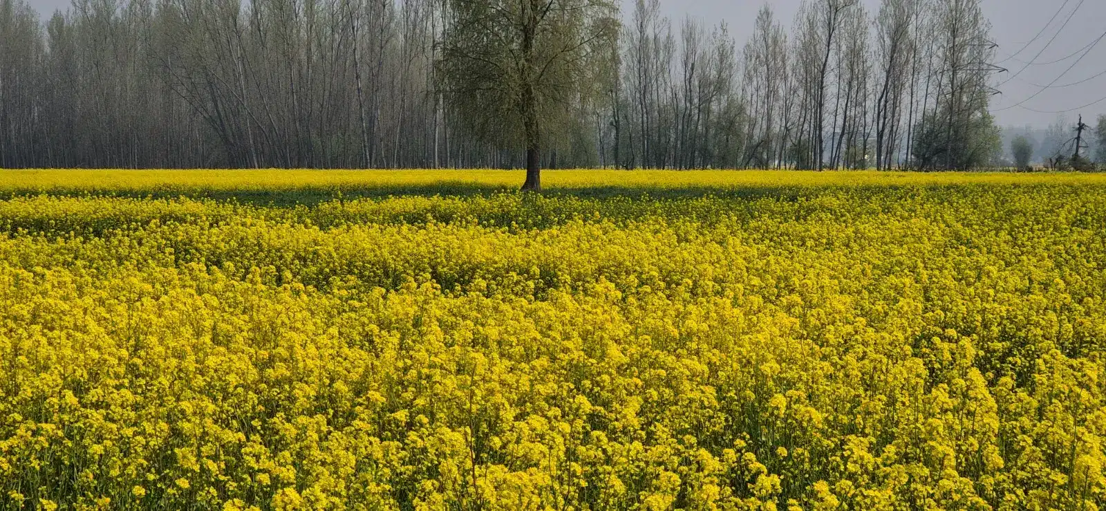 Sarada Yathra Kashmir
