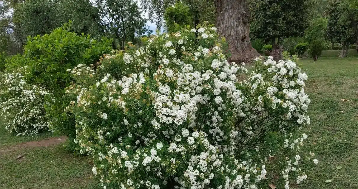 Sarada Yathra Kashmir