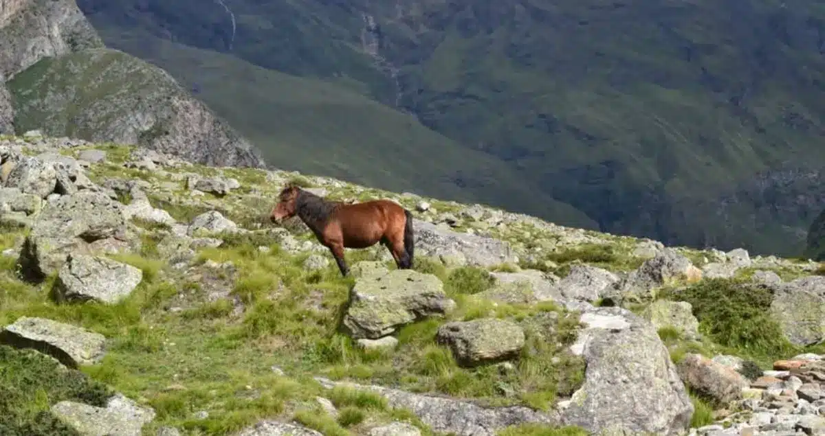 Sarada Yathra Kashmir